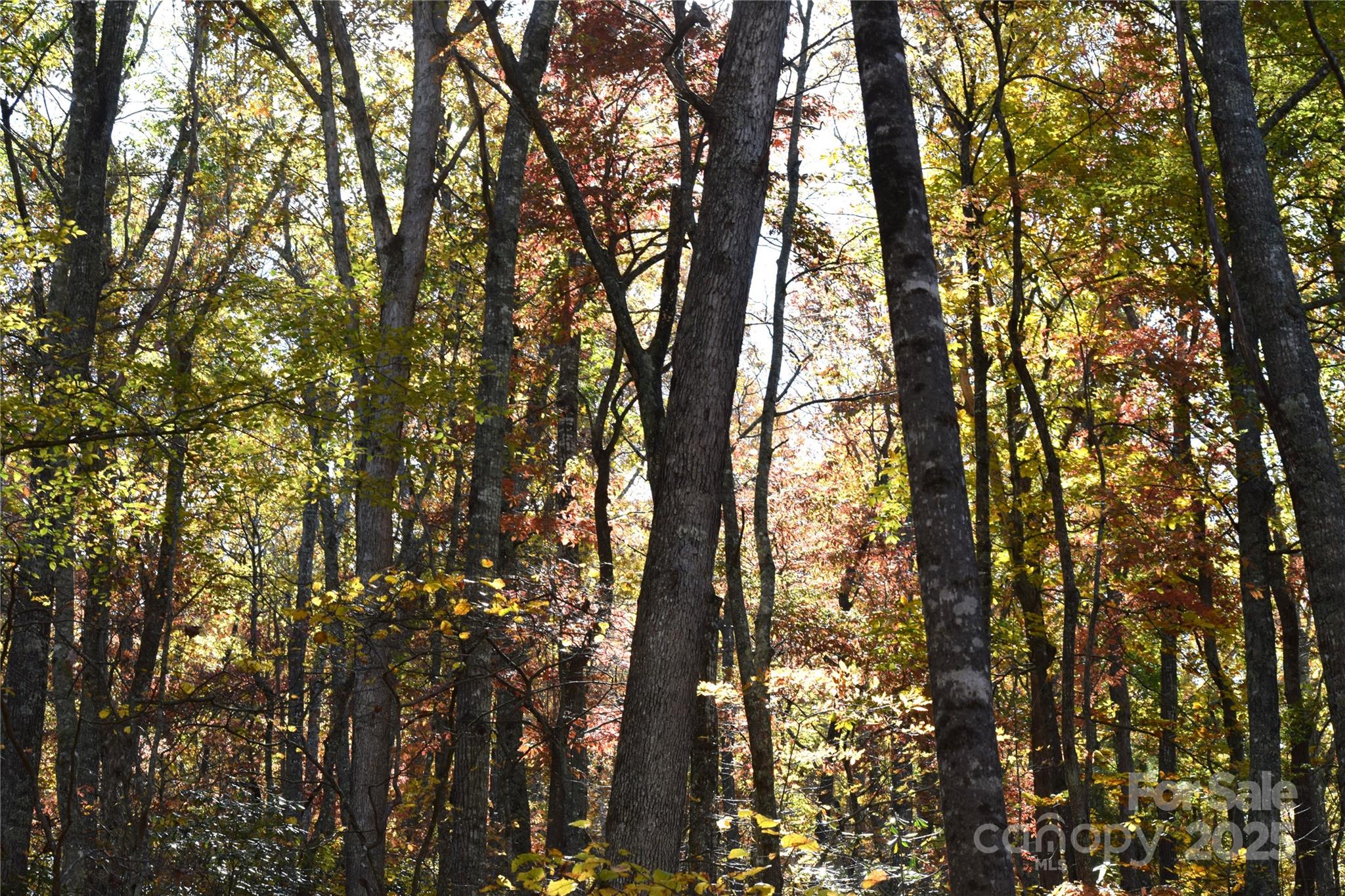 Tbd Clear Creek Road Burnsville NC 28714
