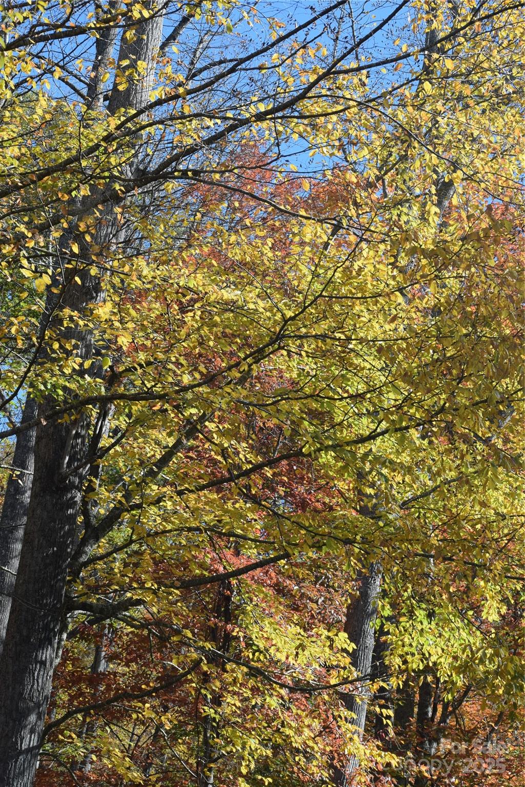 Tbd Clear Creek Road Burnsville NC 28714