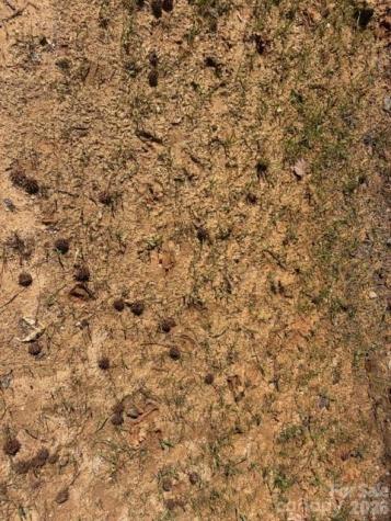 12.68 Acre 99 Road Blair SC 29015