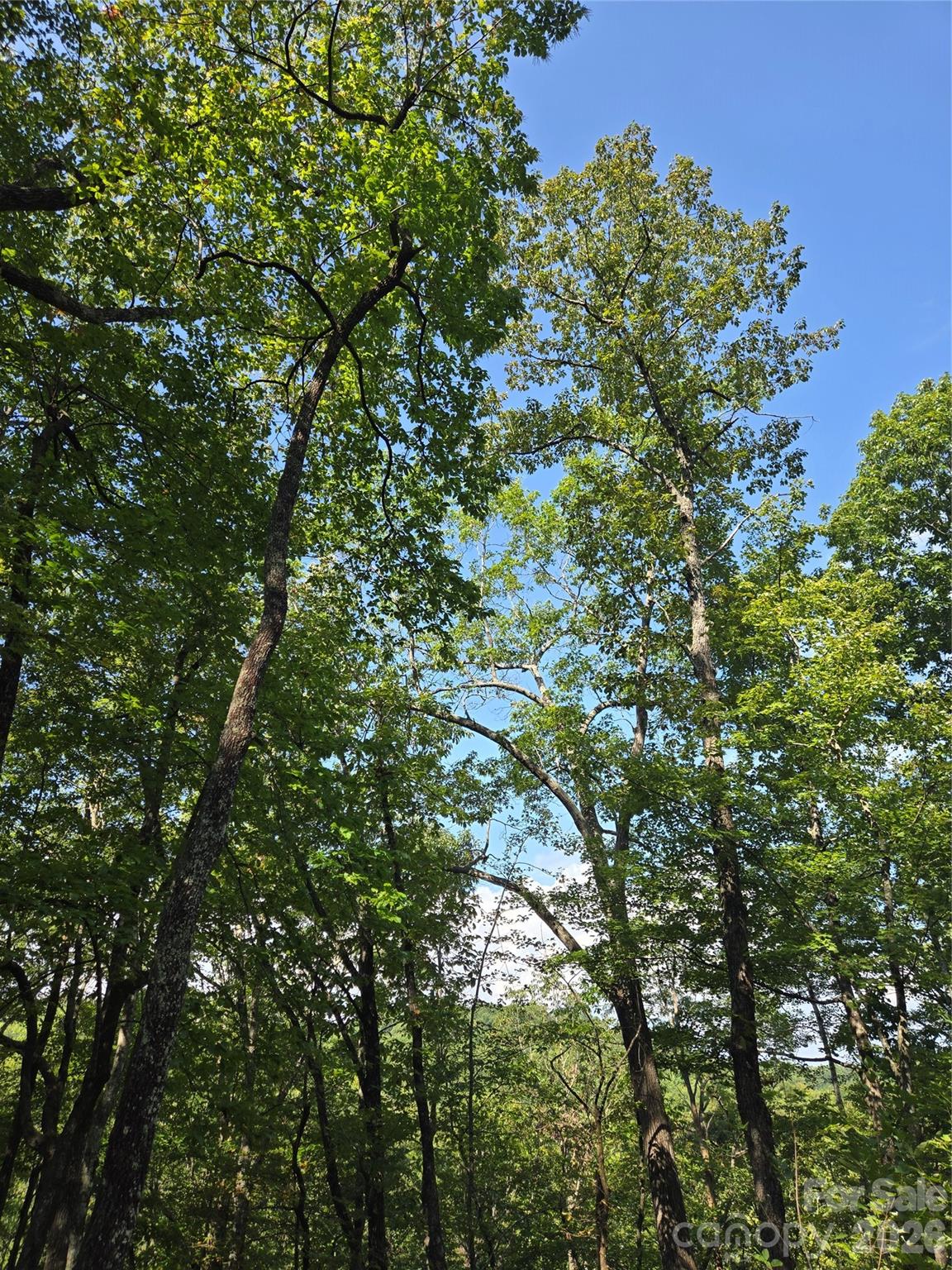 303 Ladd Ridge Rosman NC 28772