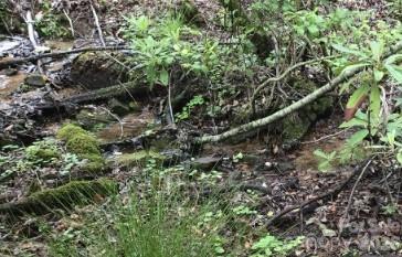 303 Ladd Ridge Rosman NC 28772