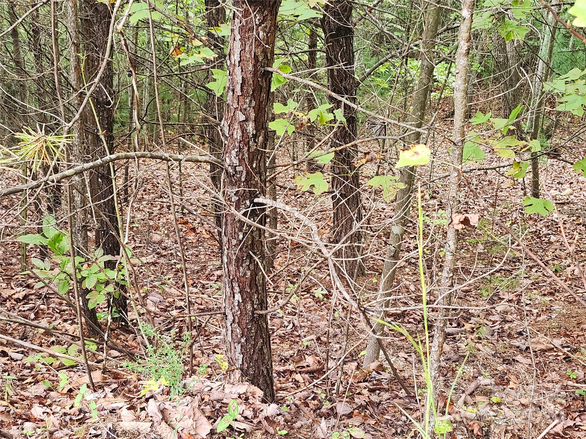Lot 104 Boysenberry Drive Nebo NC 28761
