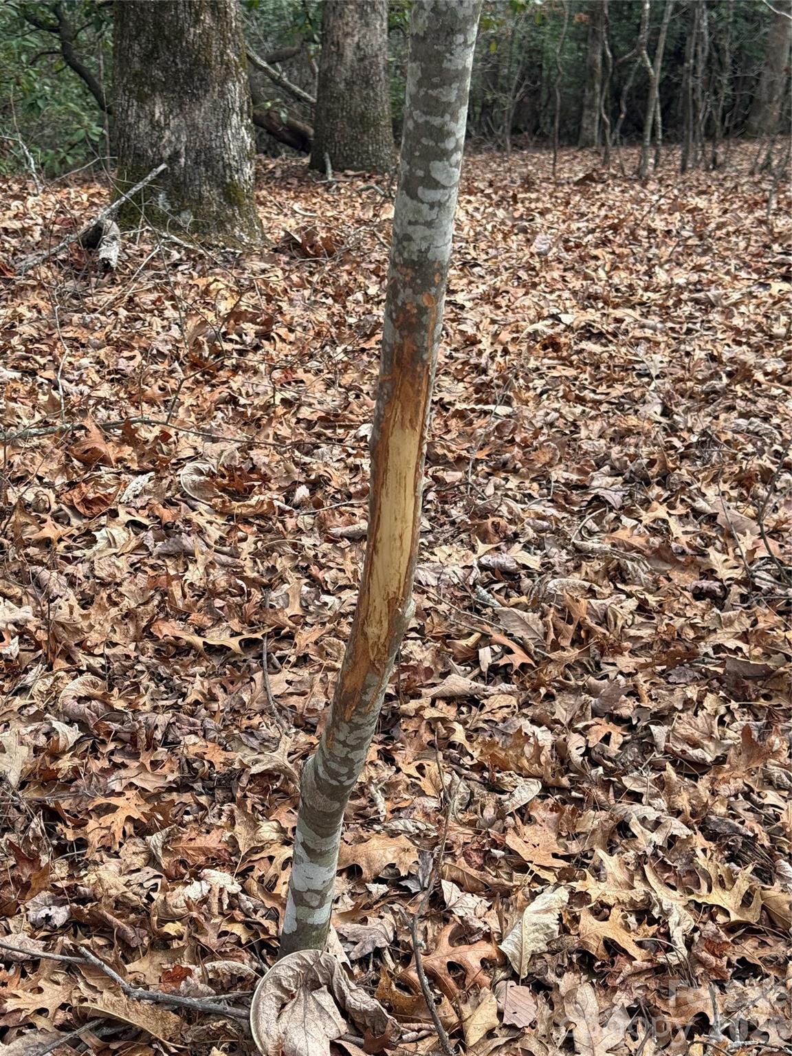 Lot 10 Joshua Road Rosman NC 28772