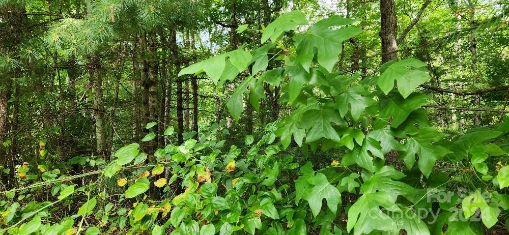 00000 Barebridge Drive Burnsville NC 28714