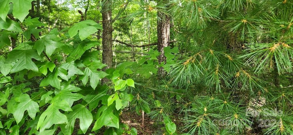 00000 Barebridge Drive Burnsville NC 28714