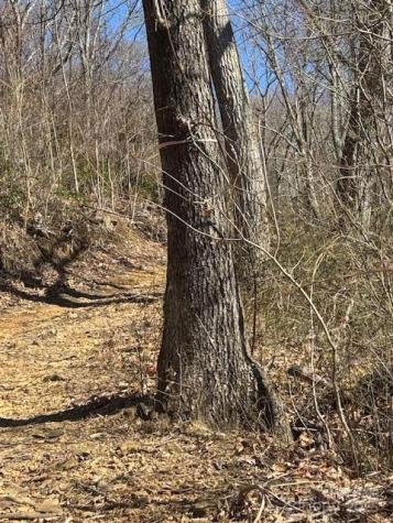 Tbd Sorrells Creek Road Canton NC 28716