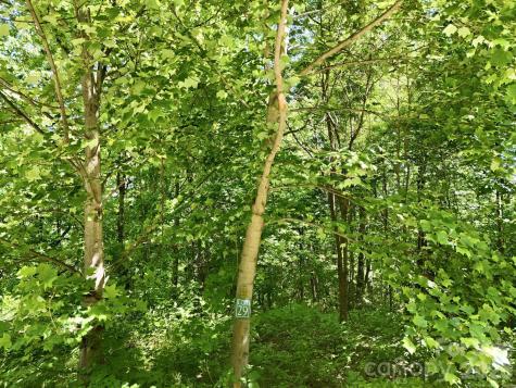 99999 Cliffledge Trail Black Mountain NC 28711