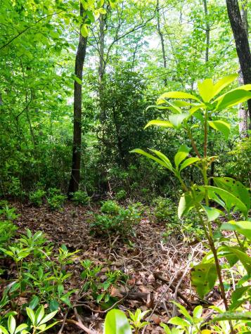 185 Crossvine Trail Hendersonville NC 28739