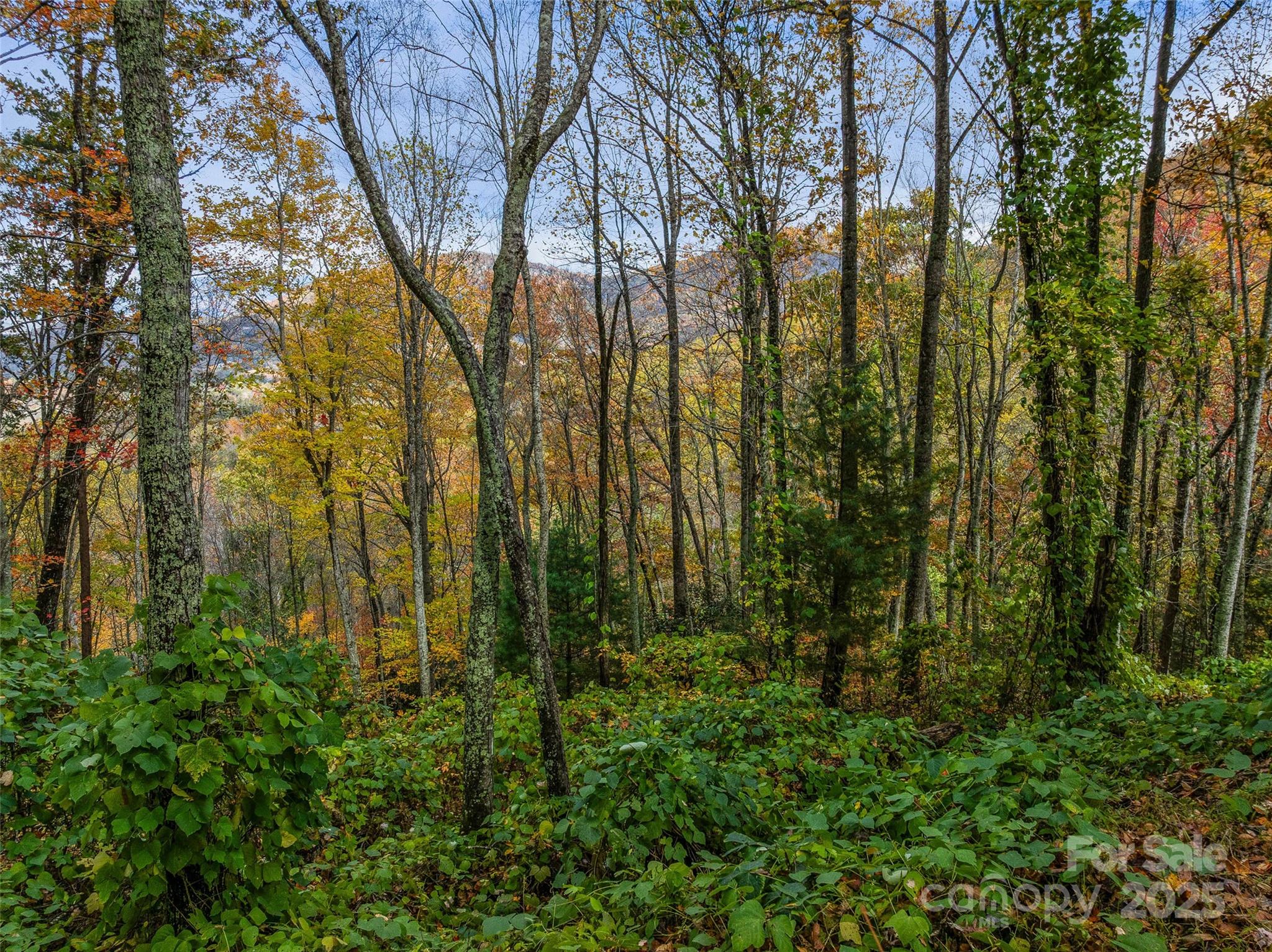 45 Flora Rose Trail Asheville NC 28803
