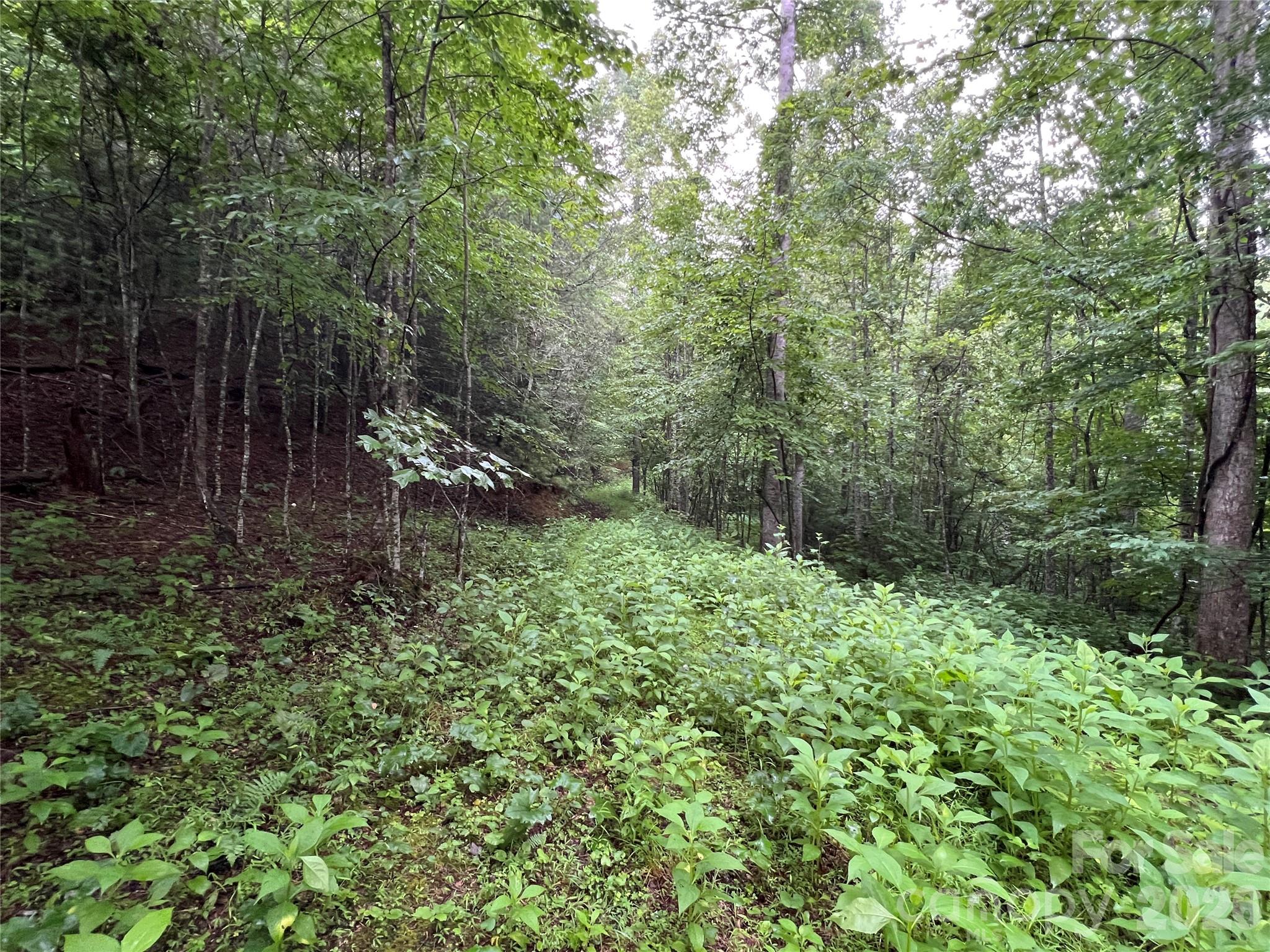 Tbd Staghorn Road Purlear NC 28665