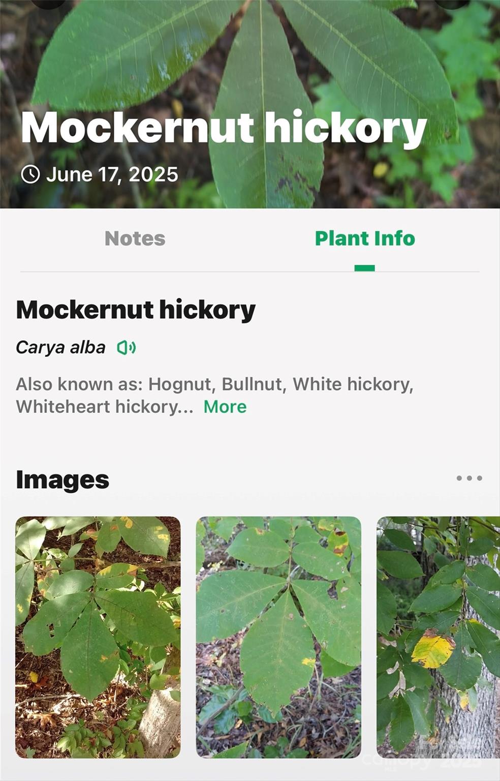 Lot #76 Hunnicut Spur Road Marion NC 28752