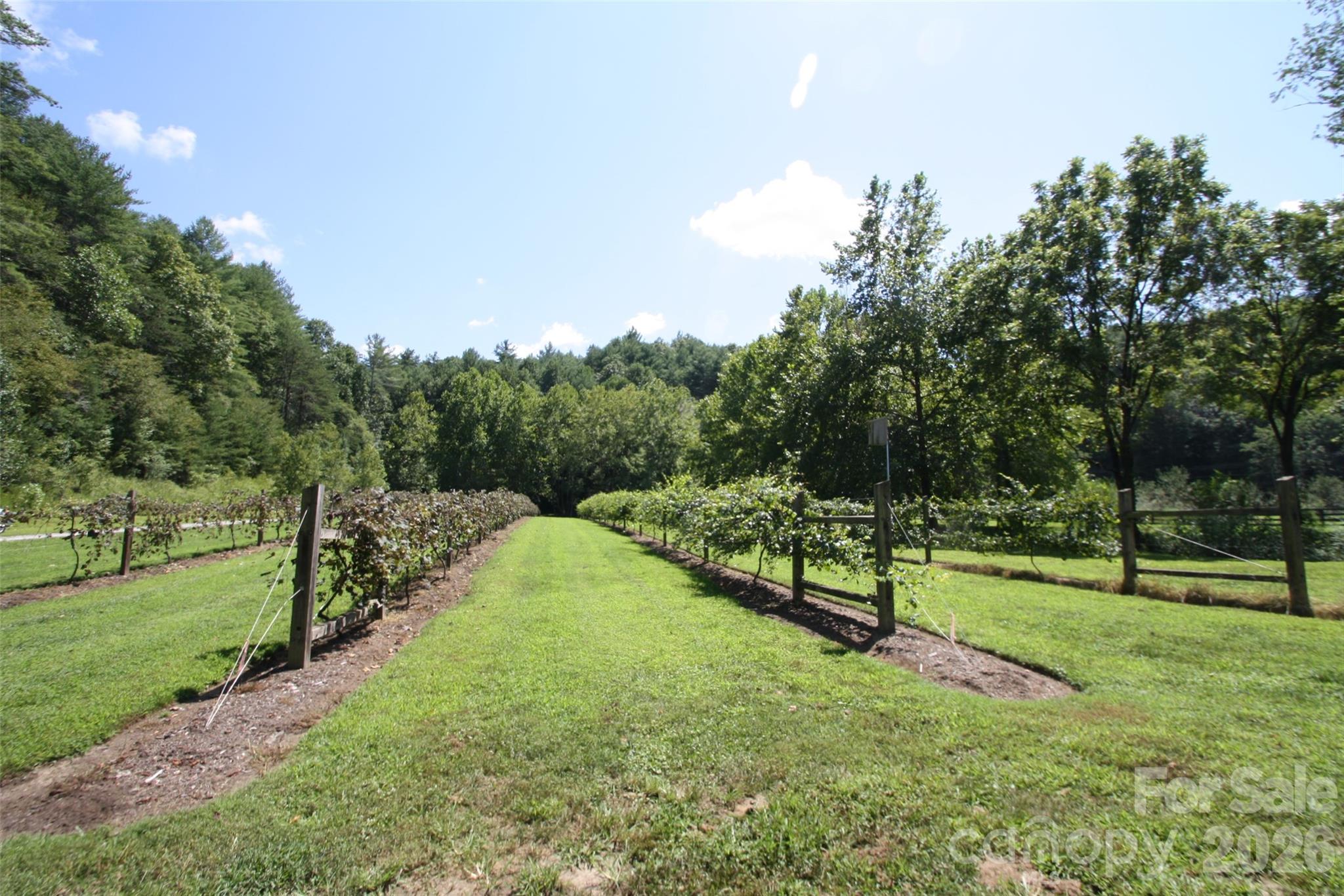 Tbd Poplar Bluff Drive Lenoir NC 28645