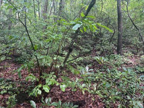 0 Pine Ridge Road Hendersonville NC 28792