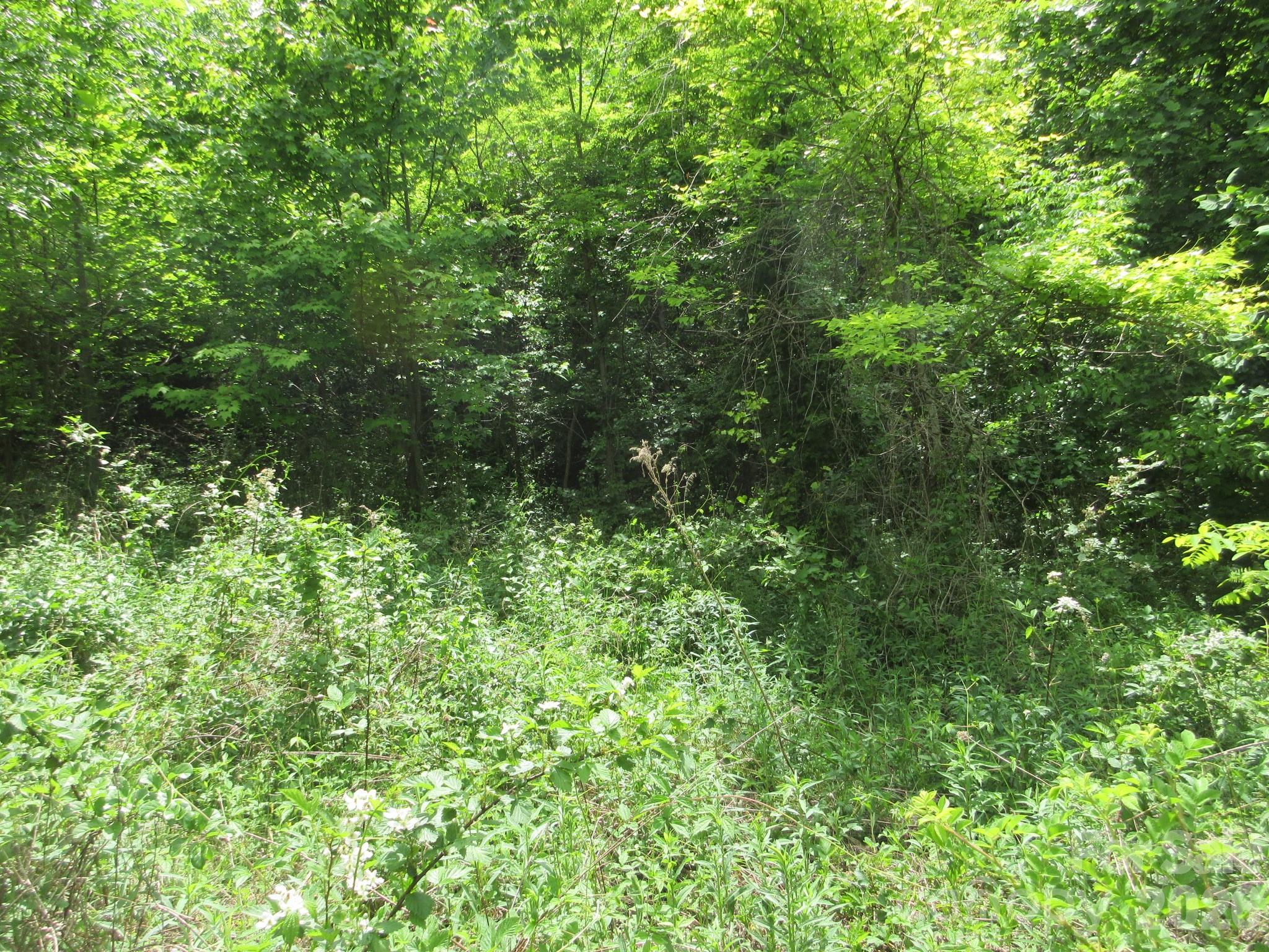 0 Rocky Top Trail Hot Springs NC 28743