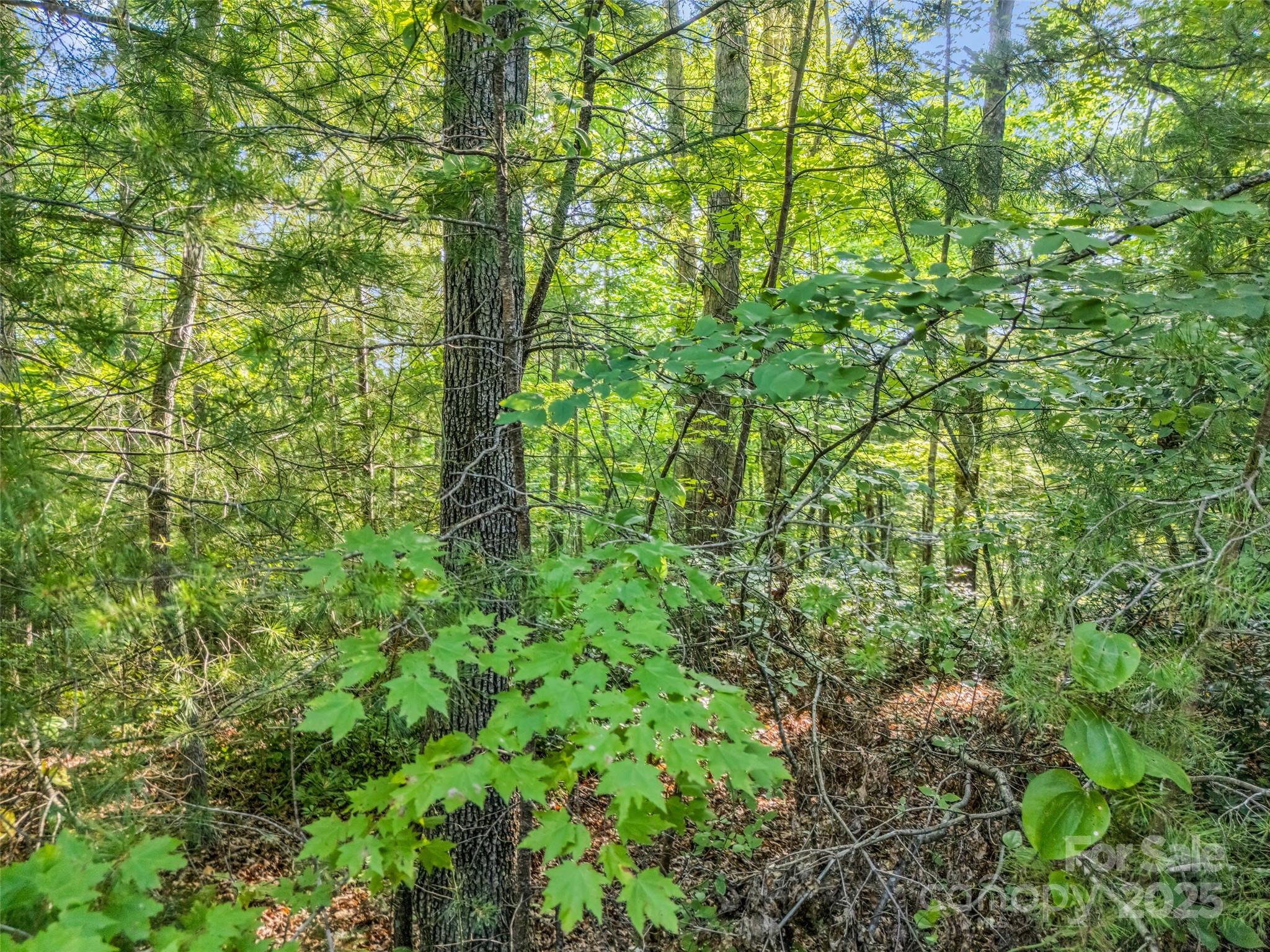 0 Forest Country Drive Marion NC 28752