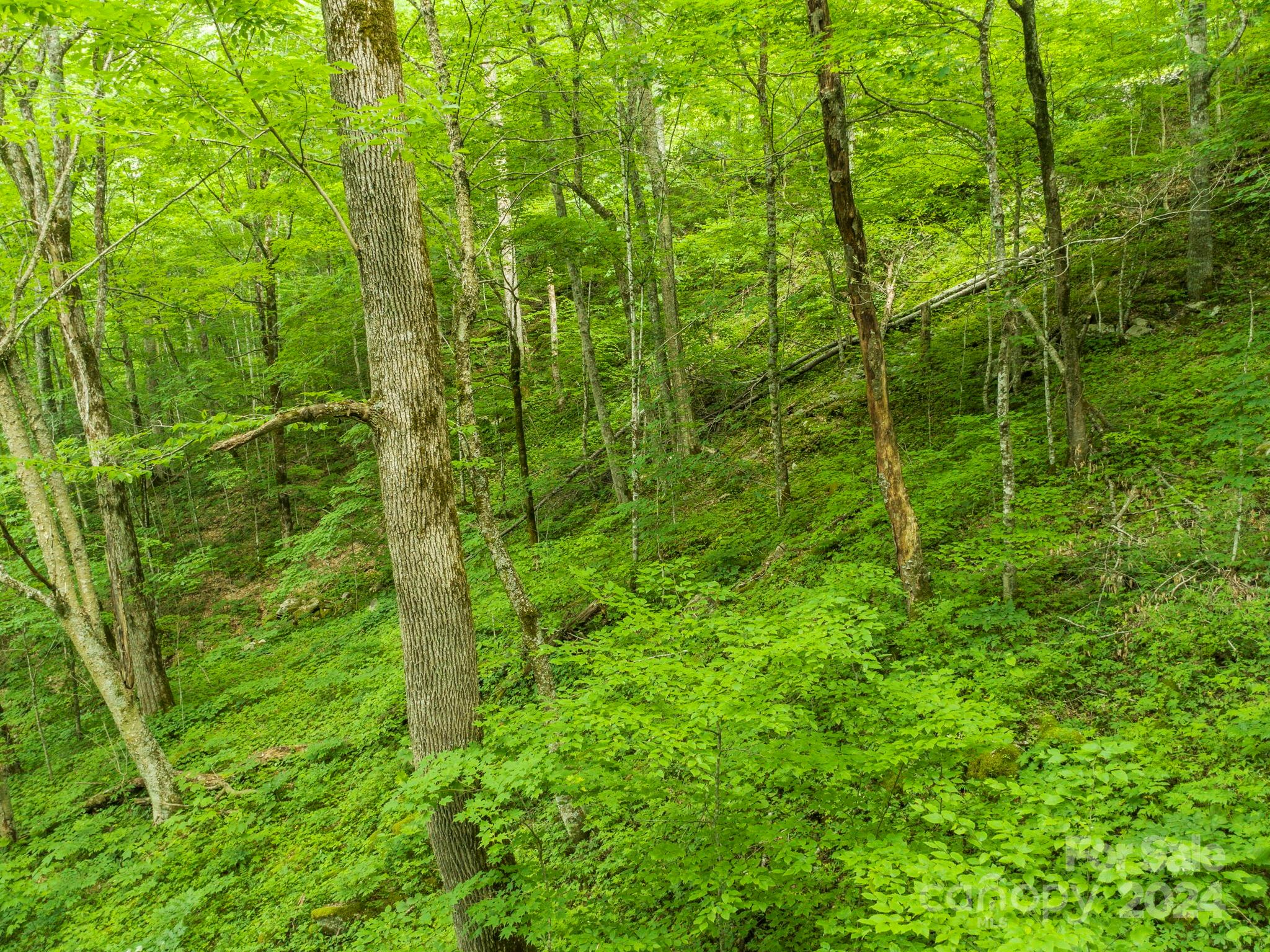 98 Goldenleaf Road Mars Hill NC 28754