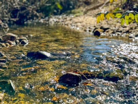 4111 Bobs Creek Road Zirconia NC 28790