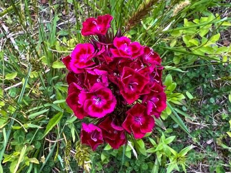 4111 Bobs Creek Road Zirconia NC 28790