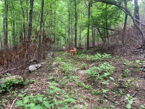 42.16 Acs Green River Cove Road Saluda NC 28773