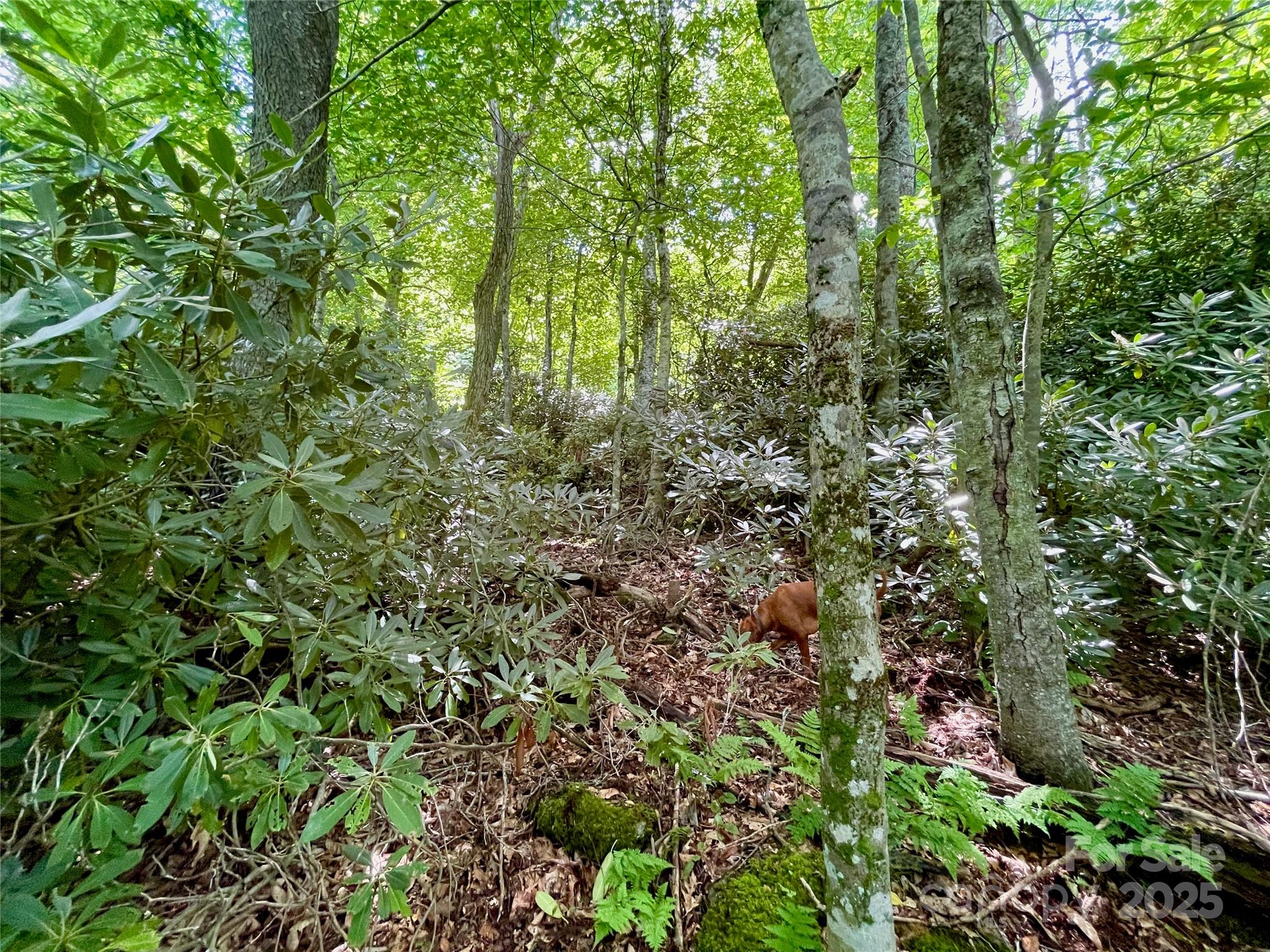 125 Stoneledge Lane Blowing Rock NC 28605