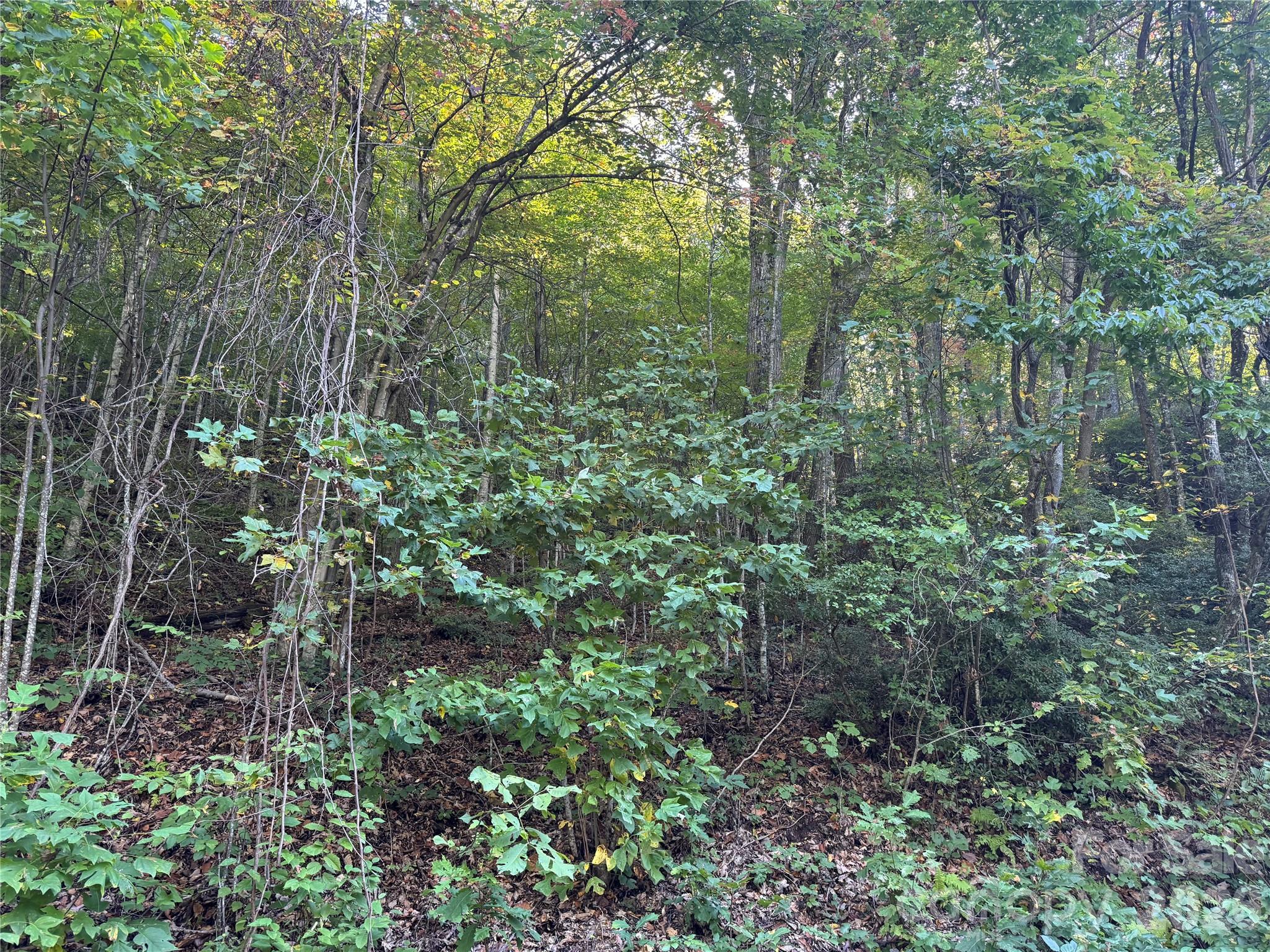 Tbd Red Oak Forest Road Fairview NC 28730