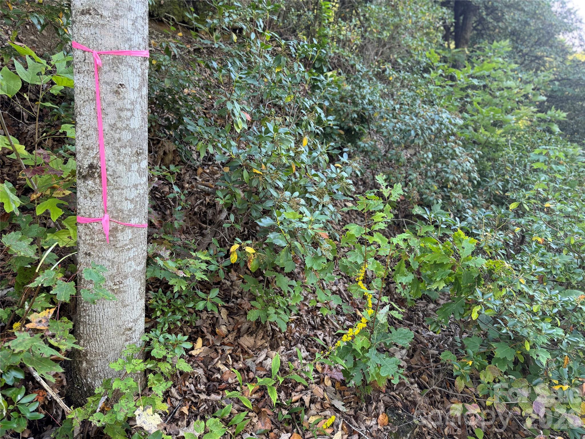 Tbd Red Oak Forest Road Fairview NC 28730