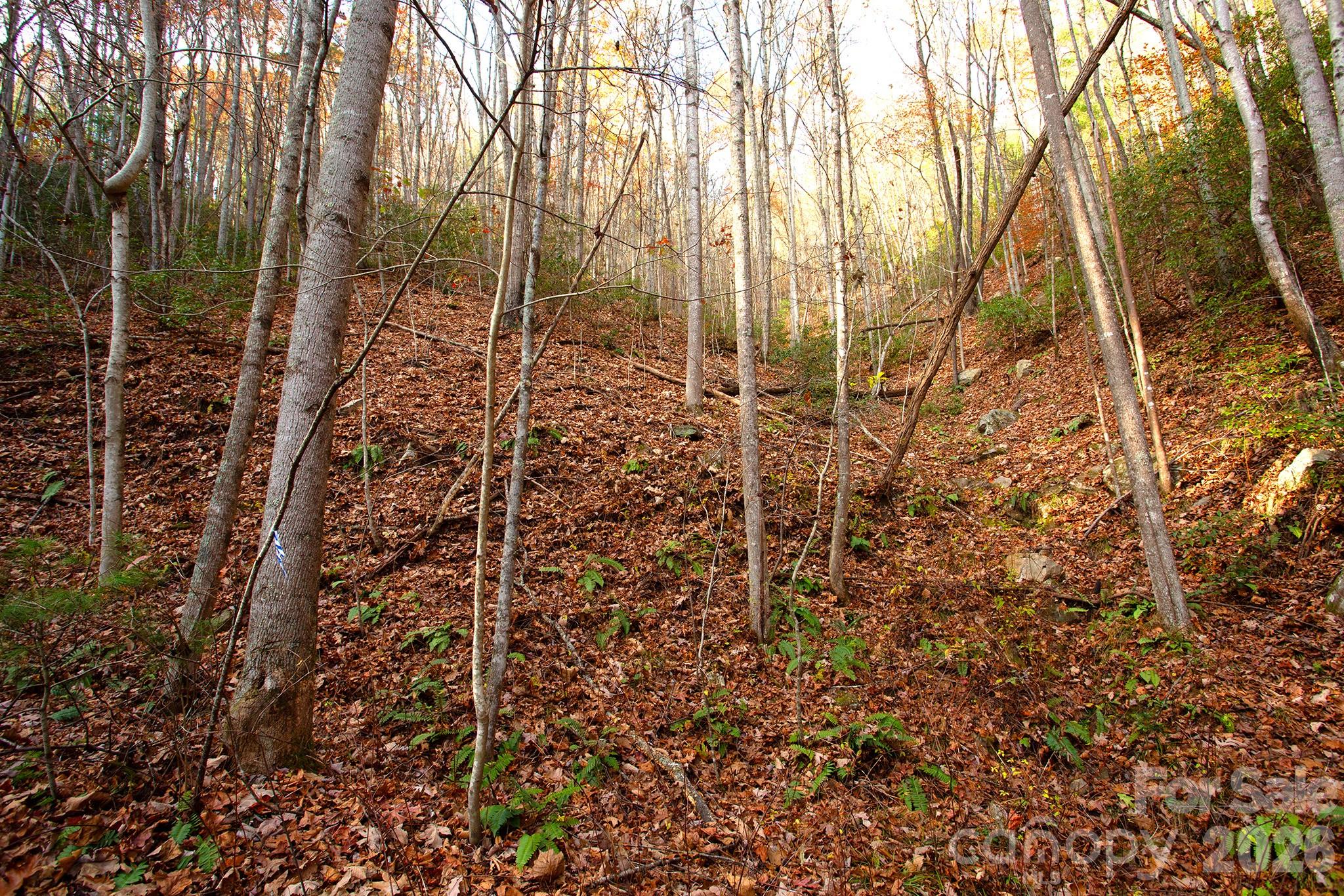 Tbd Rector Branch Road Marshall NC 28743