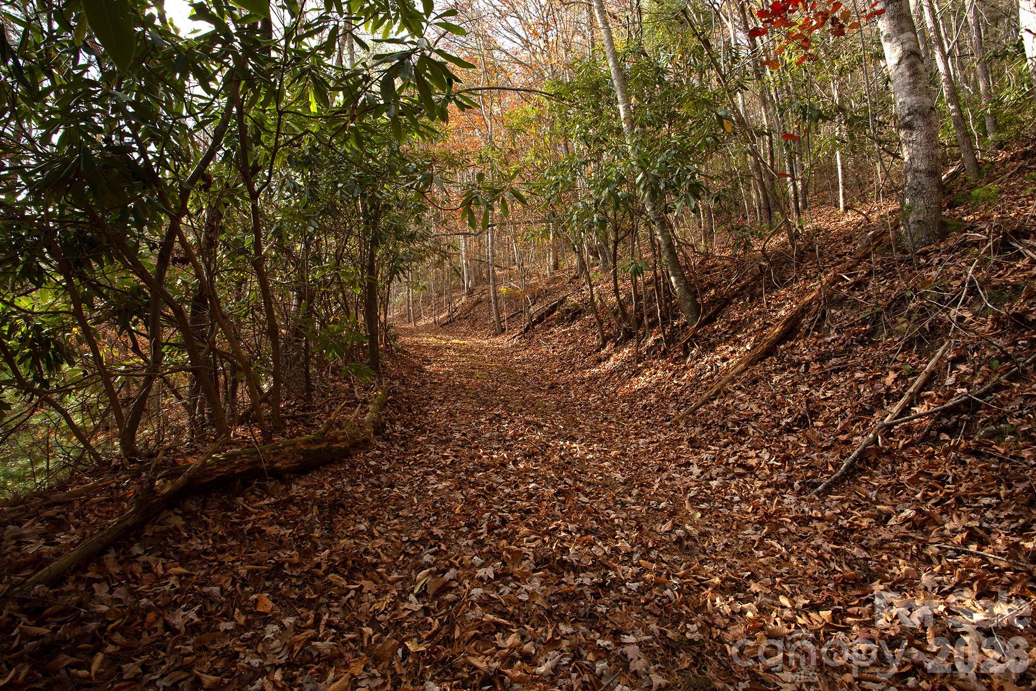 Tbd Rector Branch Road Marshall NC 28743