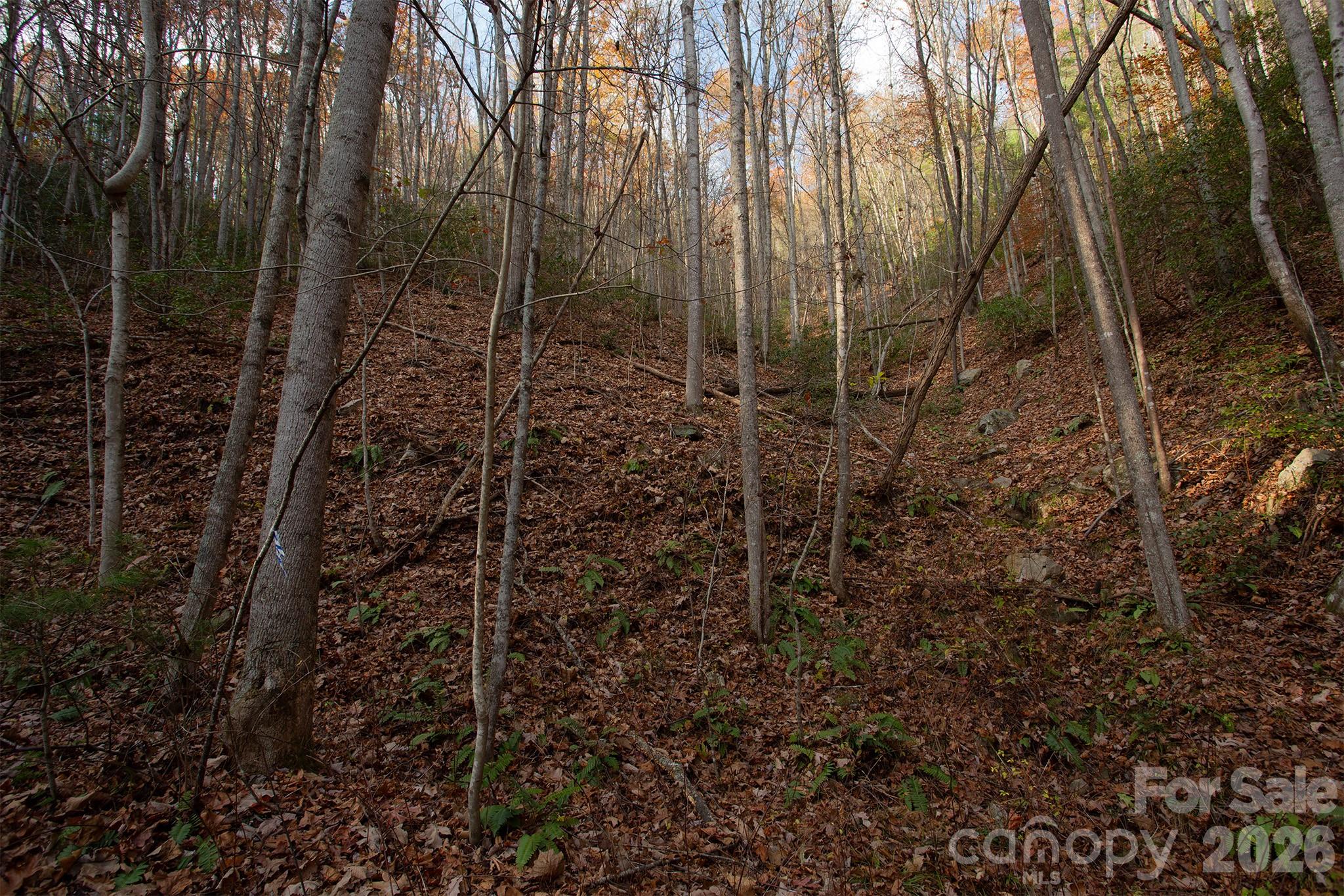 Tbd Rector Branch Road Marshall NC 28743