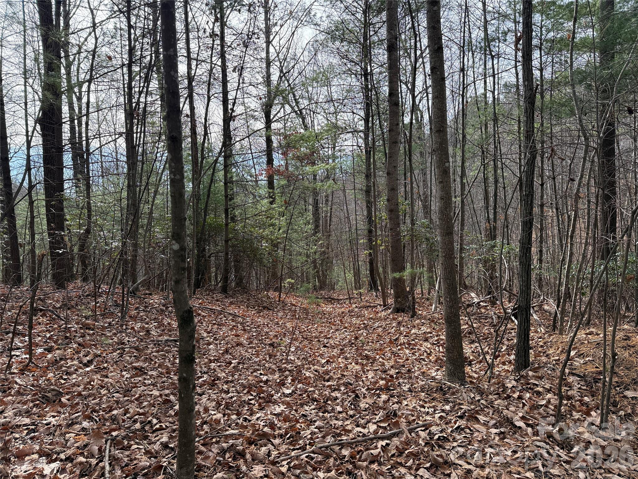 Tbd Buck Mountain Road Purlear NC 28665