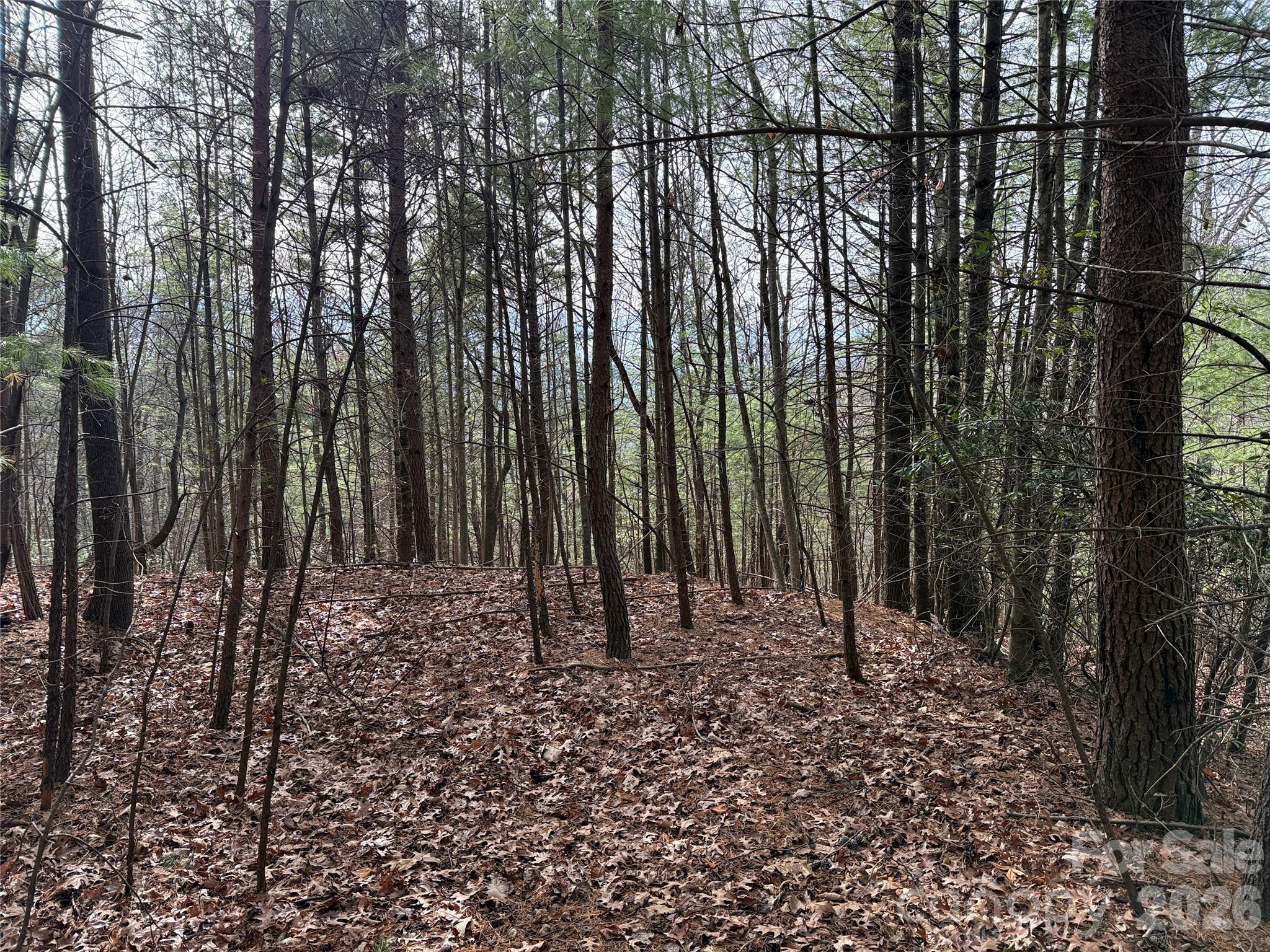 Tbd Buck Mountain Road Purlear NC 28665