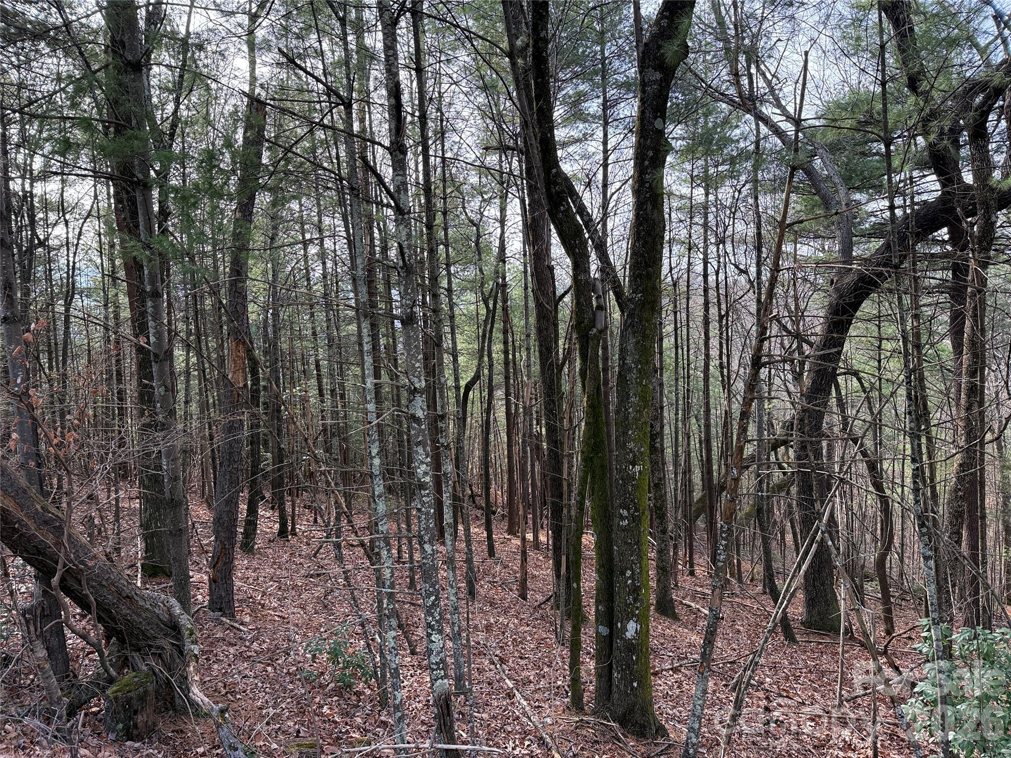 Tbd Buck Mountain Road Purlear NC 28665