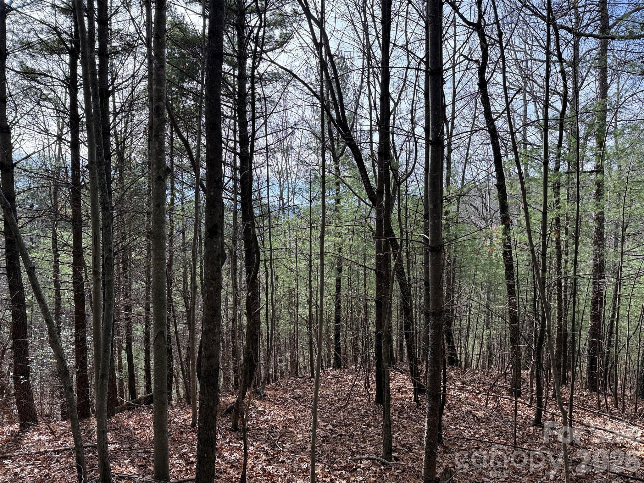 Tbd Buck Mountain Road Purlear NC 28665
