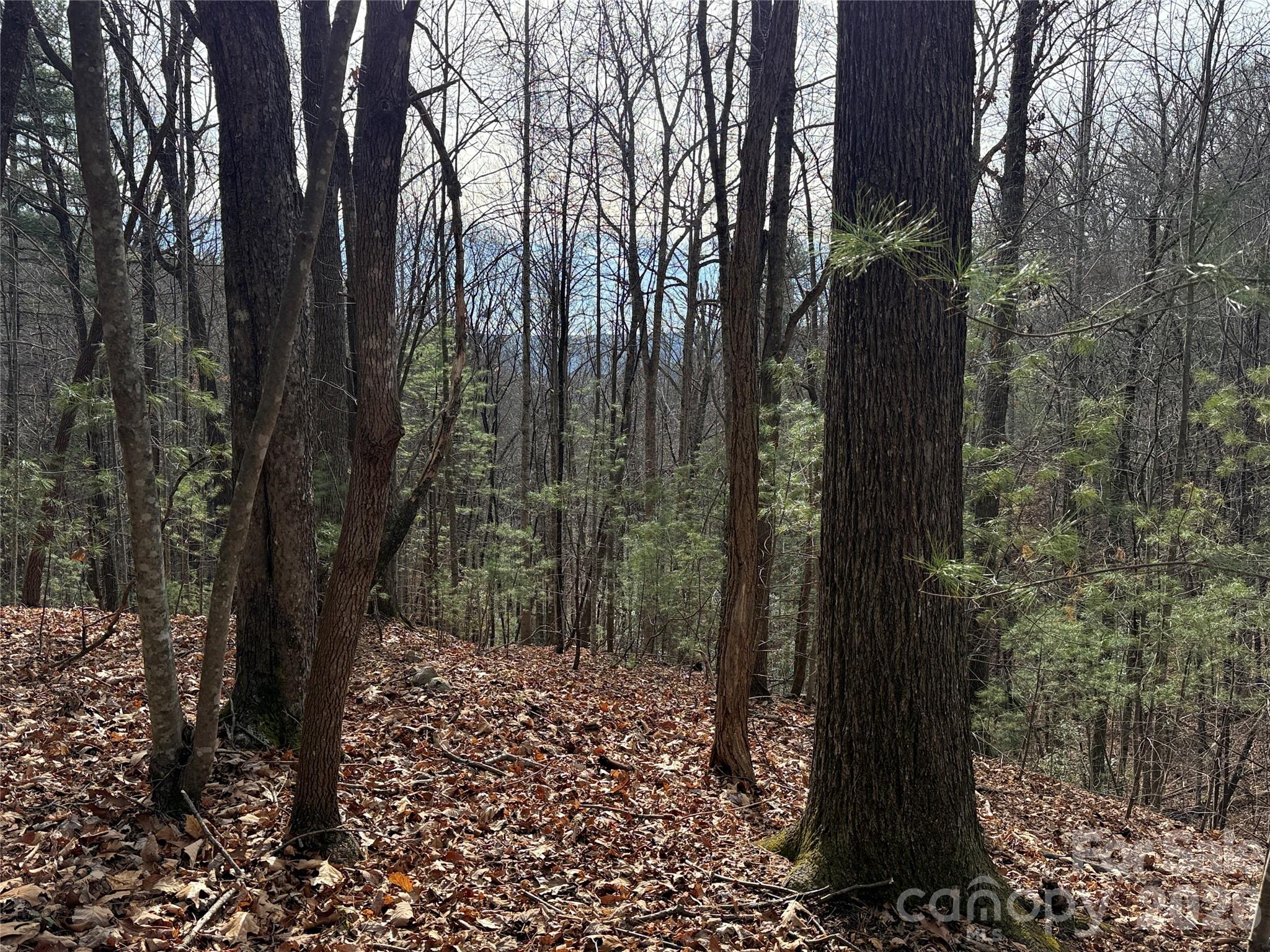 Tbd Buck Mountain Road Purlear NC 28665