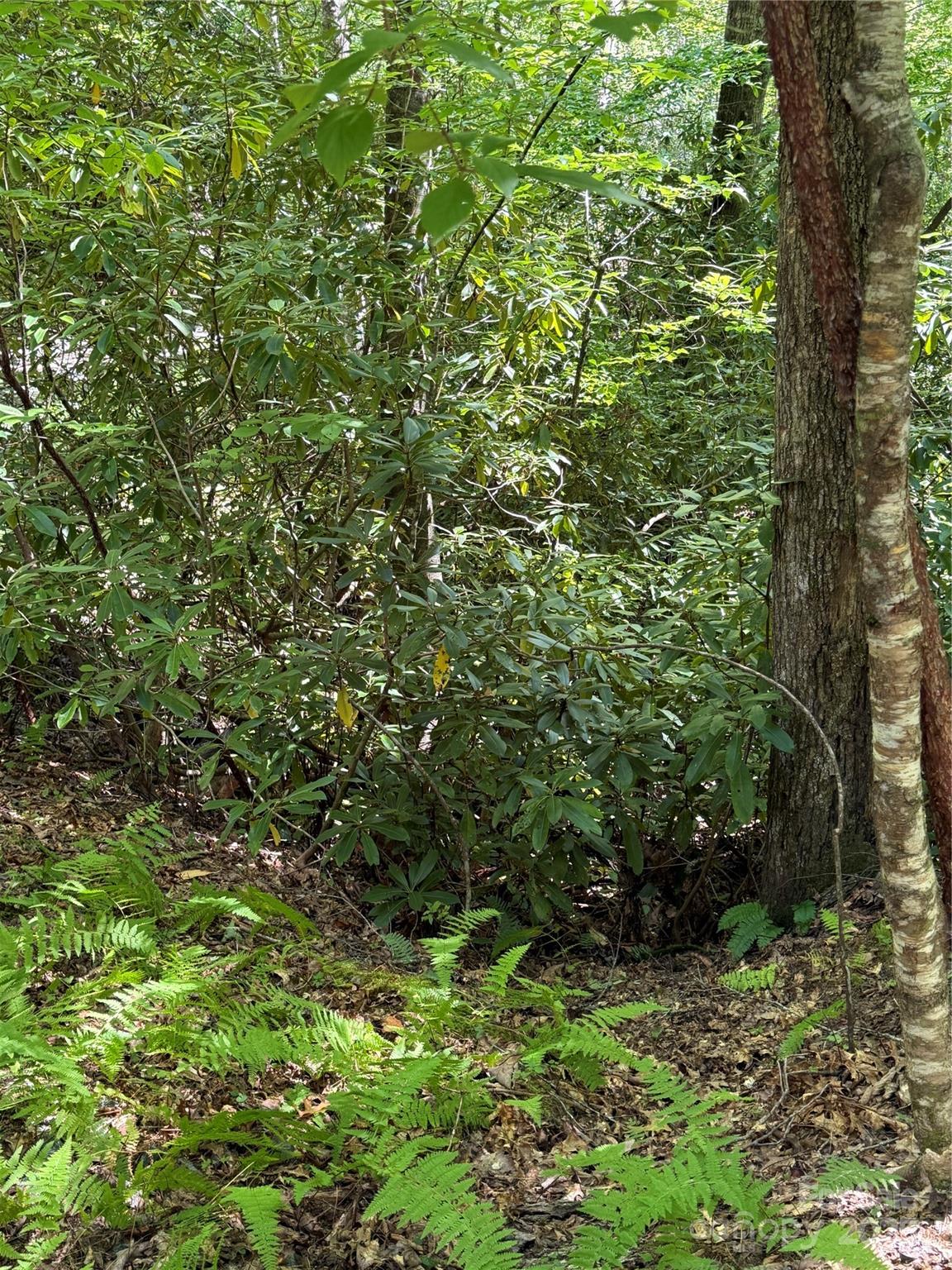 Lot 4 Rosewood Lane Burnsville NC 28714