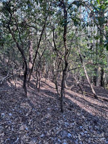 L26 Konnaneeta Trail Brevard NC 28712