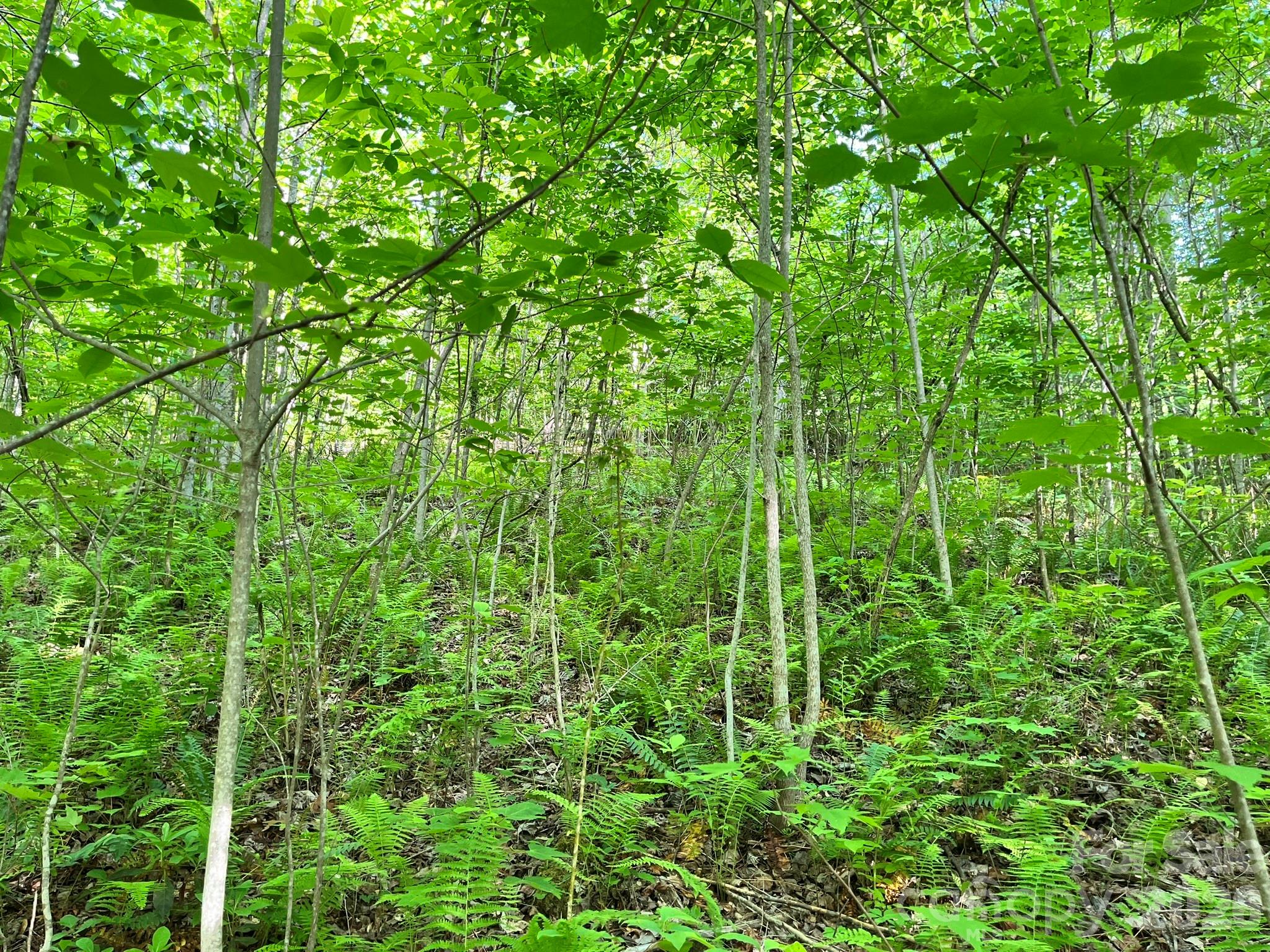 Lot 90 Peppervine Circle Rosman NC 28712