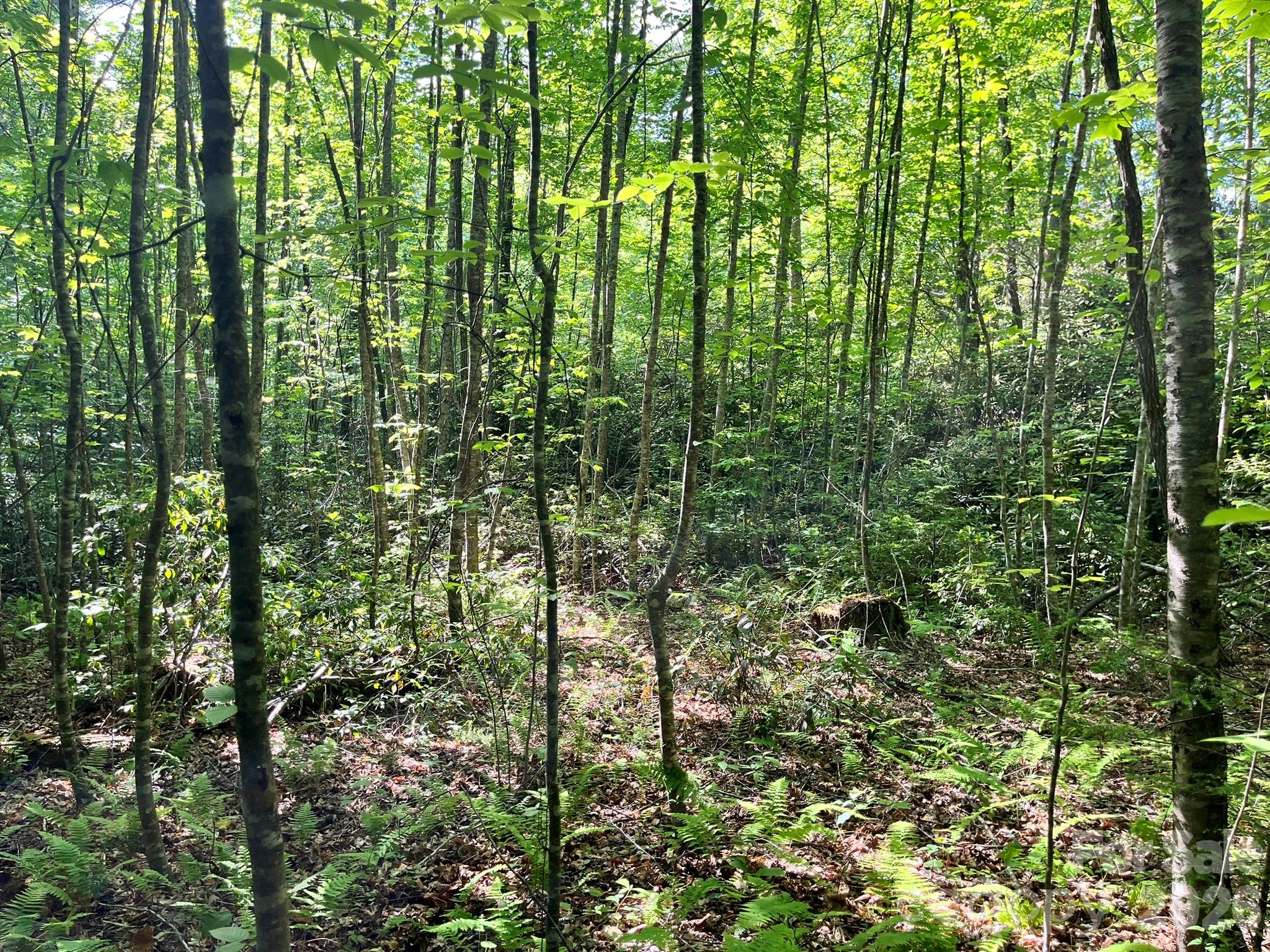 Lot 90 Peppervine Circle Rosman NC 28712