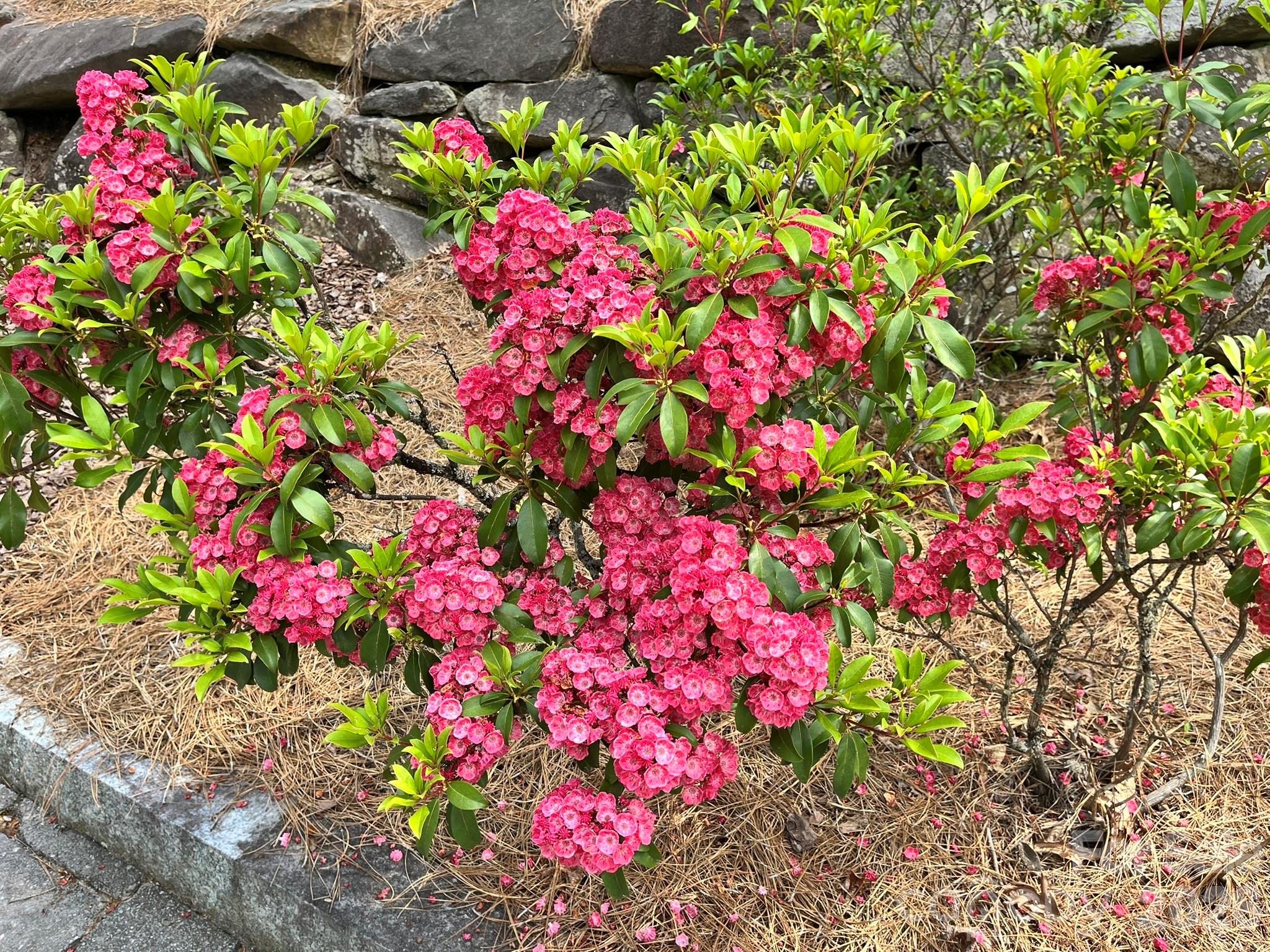 Lot 90 Peppervine Circle Rosman NC 28712