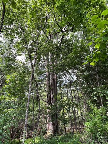 000 Crabtree Woods Road Spruce Pine NC 28777