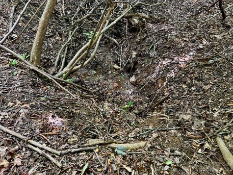 000 Crabtree Woods Road Spruce Pine NC 28777