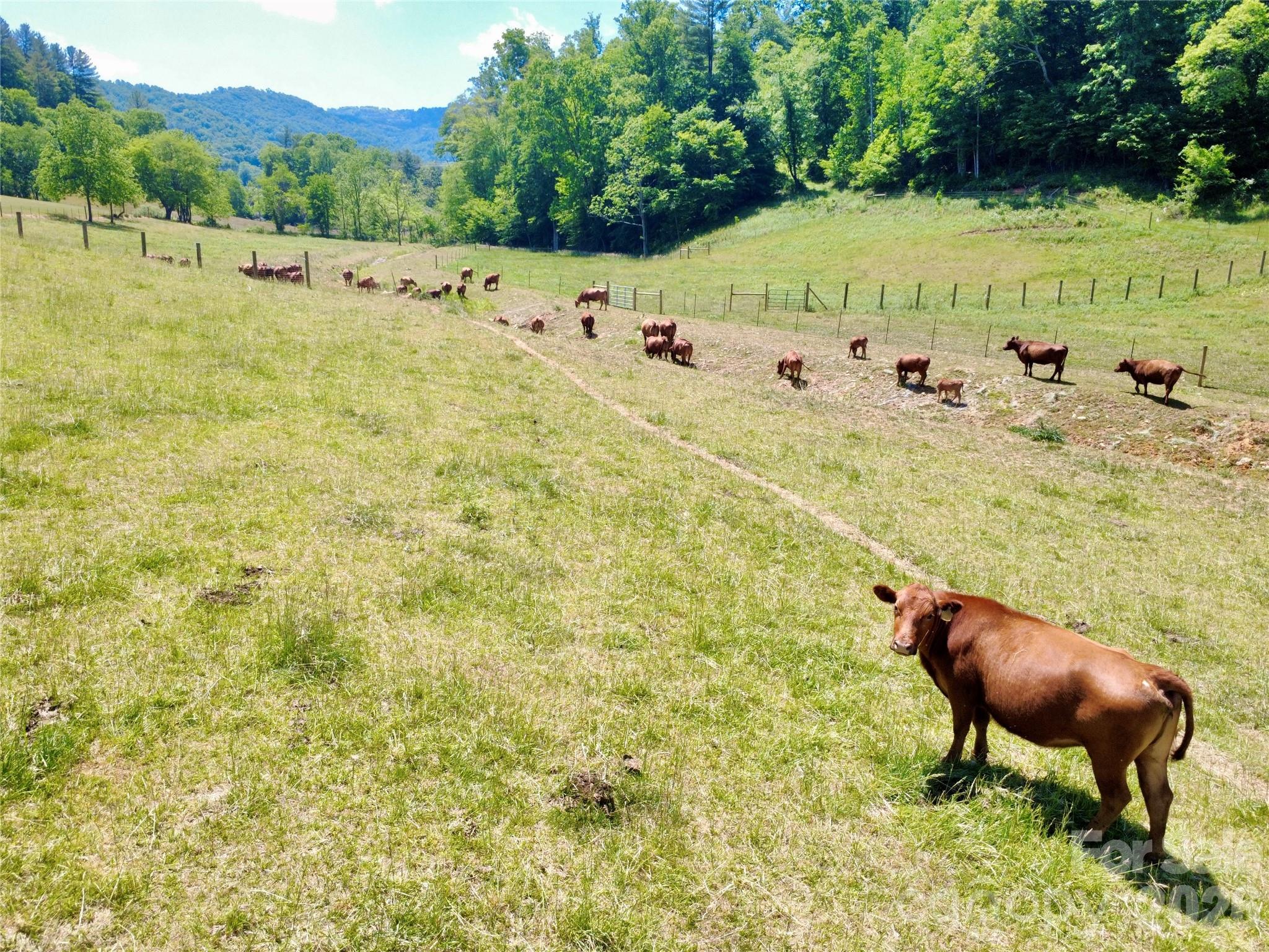 Tbd W Hwy 19 Highway E Burnsville NC 28714