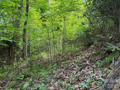 408 Arvil Gosnell Road Marshall NC 28753