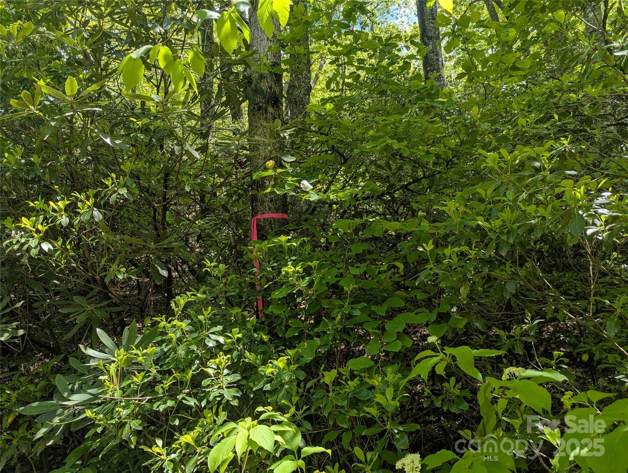 99999 Prospectors Trail Black Mountain NC 28711