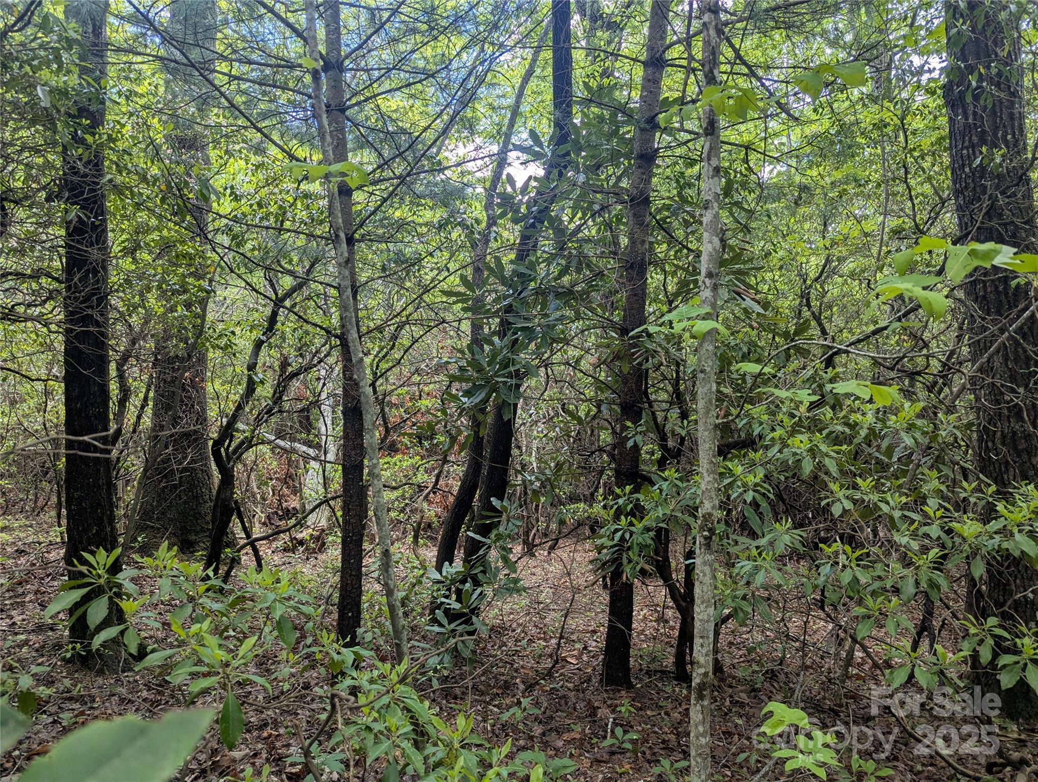 99999 Prospectors Trail Black Mountain NC 28711