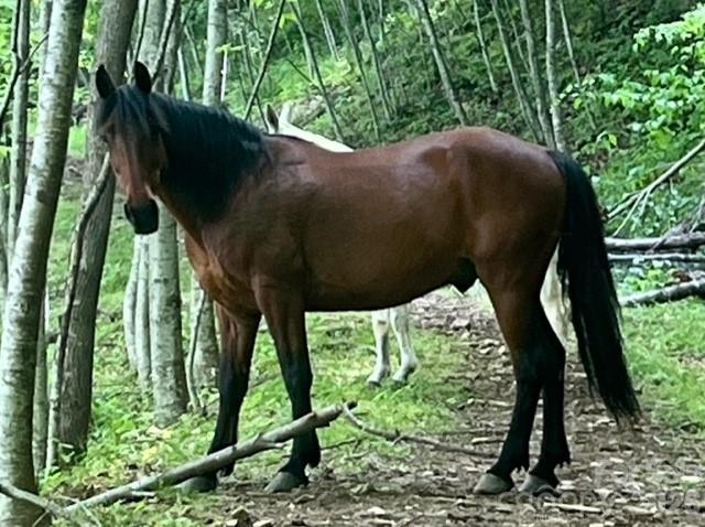 00000 Soco Road Maggie Valley NC 28751