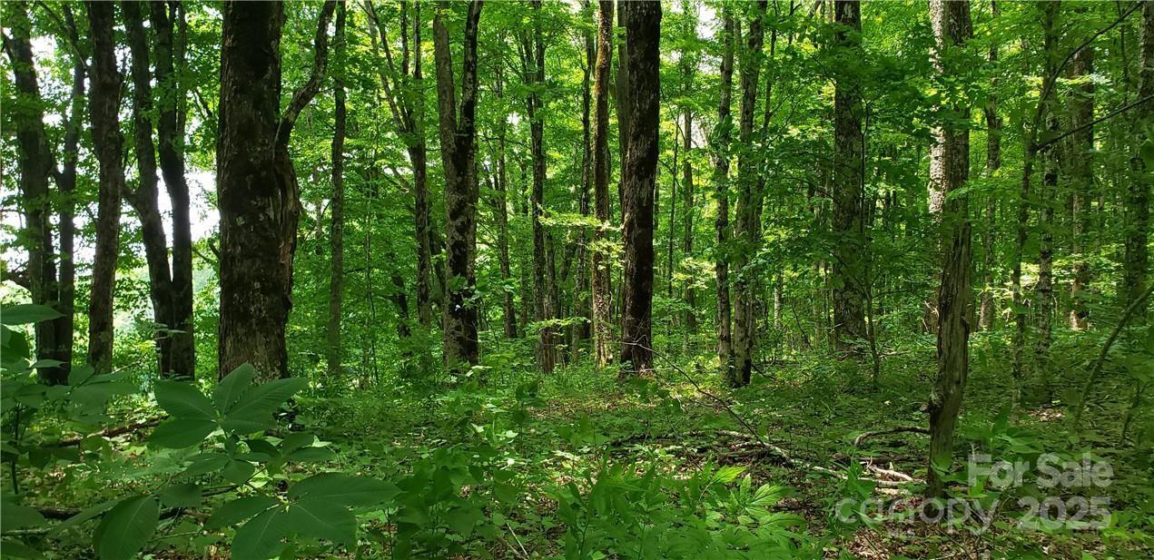 0 Cow Camp Road Newland NC 28657