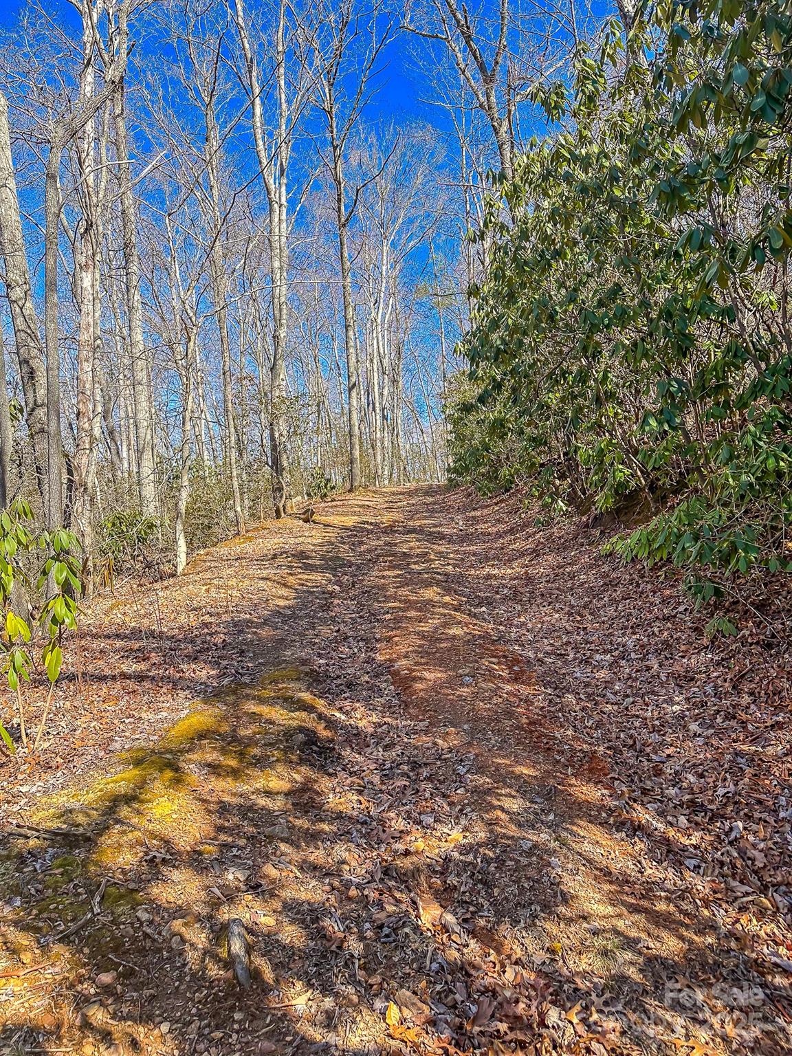 99999 Dark Cove Road Leicester NC 28748