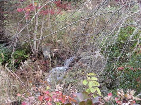 E- 13 Red Wolf Run Mars Hill NC 28754