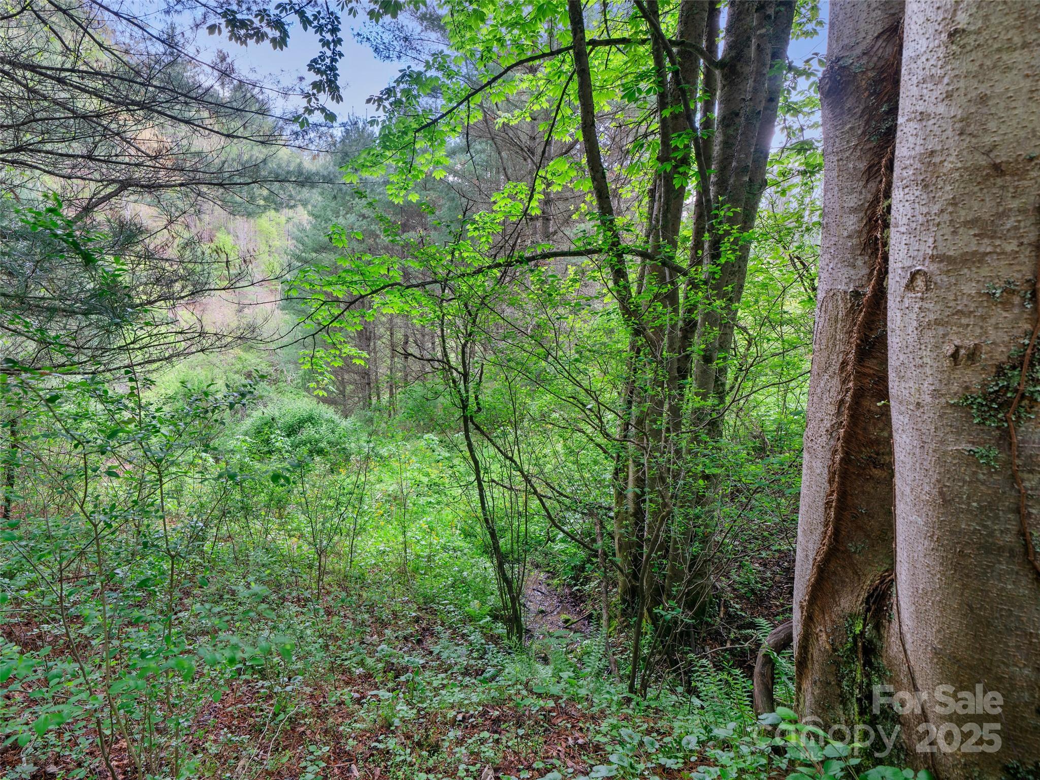 0 Fire Scald Road Green Mountain NC 28740